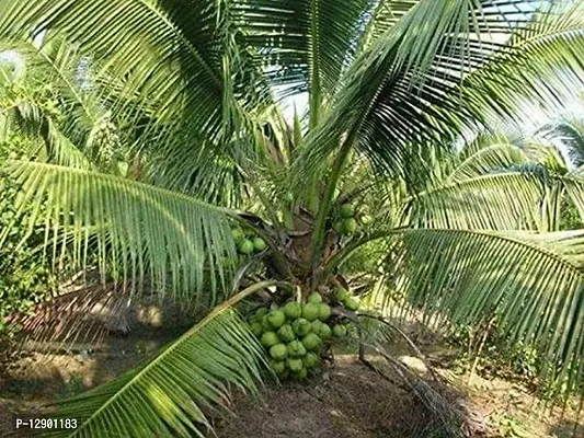 Trendy All Season Gardens Rare Exotic Fruit Dwarf Rare Coconut Combo Live Plants (6 Healthy Coconuts)