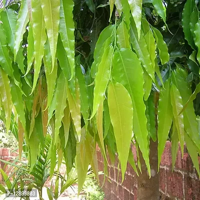 Trendy Ashoka Sapling Plant, Ornamental Shrubs, Saraca Asoca