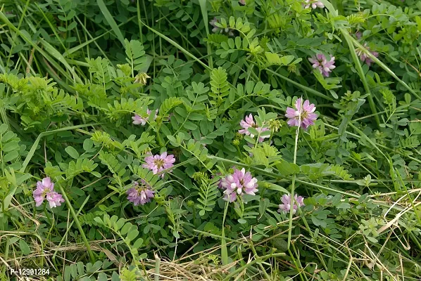 Trendy Securigera Varia Sapling Plant, Crown-Vetch