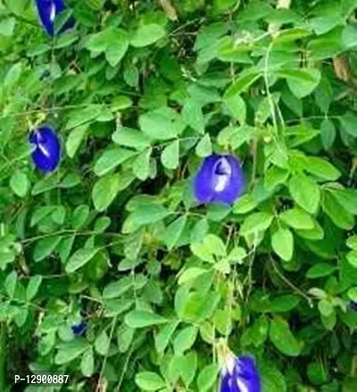 Trendy Aparajita 4 Month Plant, Asian Pigeonwings, Blue Pea, (Clitoria Ternatea)-thumb0