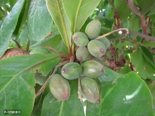 Trendy Indian Almond Sappling Plant, Jangli Badam, Postabadam