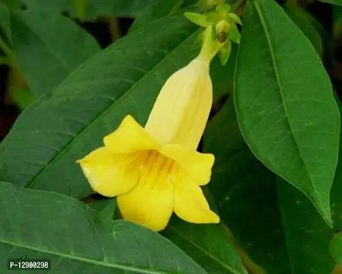 Trendy Allamanda Schottii-thumb0