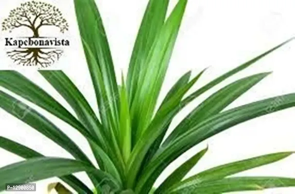 Trendy Pandan Sapling Plants, 4 Month Old (Annpurna Plants), Pandanus Amaryllifolius