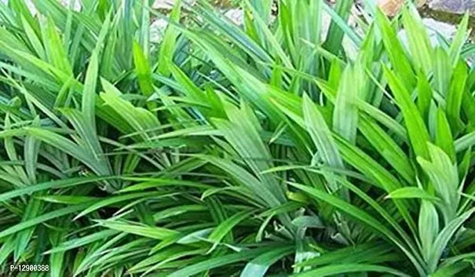 Trendy Wangi Basmati Screw Pine Annapurna Pandanus Amaryllifolius Living Plant In Poly Bag