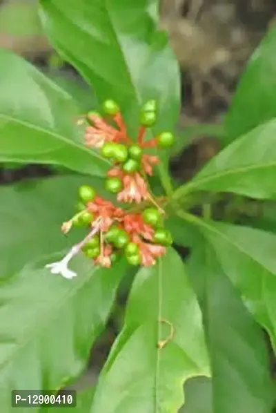 Trendy Patala Garuda 4 Month Old Sapling Plants (Rauvolfia Serpentina)