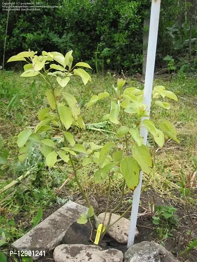 Trendy One Half Year Cinnamomum Camphora Plant