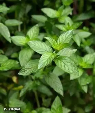 Trendy Rare Pepper Mint 4 Month Old Plant, The Corn Mint, Field Mint, Or Wild Mint (Mentha Arvensis)