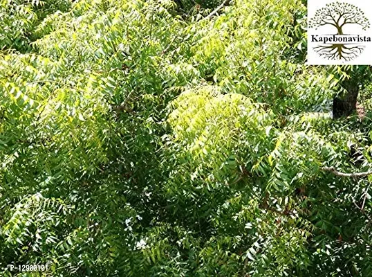 Trendy Neem Nimbay Veppai, Sengumaru Ariyaveppu Vepa Turakabevu Dhanujhada, Limba Pakvakrita, Nimbaka Living Plant In Poly Bag-thumb0