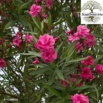 Trendy Kaner Raktakarabi Arali Kabirei Karabira Indian Oleander Nerium Indicum Oleander Living Plant-thumb0