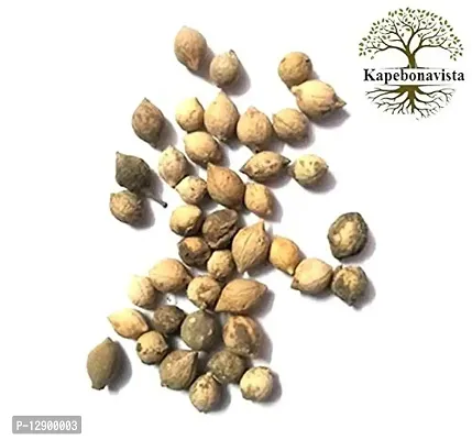 Trendy Putrajeevak Seed Putrajivak Beej Jiyopota Putranjiva Roxburghii 50 Seeds For Germination