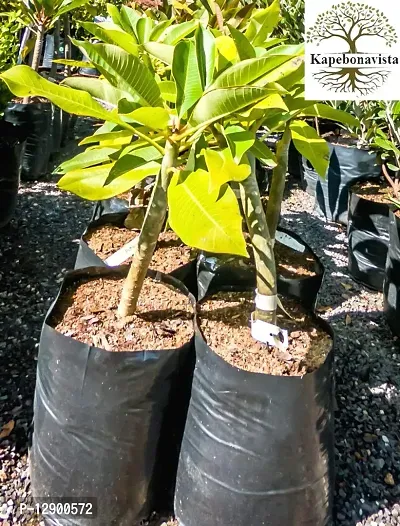 Trendy Lal Gulachin Frangipani Kathgolop Plumeria Rubra Living Plant In Poly Bag