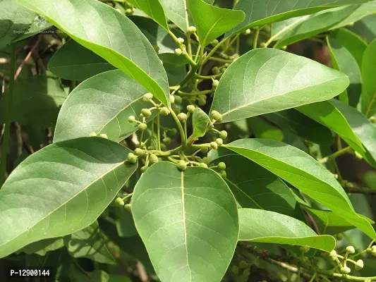 Trendy Litsea Glutinosa Plant