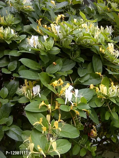 Trendy Lonicera Japonica-thumb0