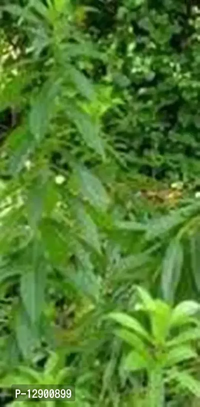 Trendy Brahma Jasti Sapling Plant, (Clerodendrum Serratum), Bharangi, Brahmana Jhatia