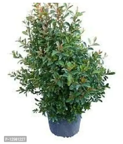 Trendy Syzygium Aomaticum