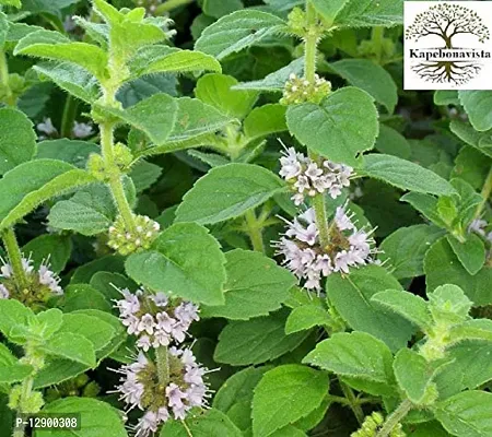 Trendy Pudina Mentha Mint Mentha Arvensis Mentha Pulegium Living Plant In Poly Bag