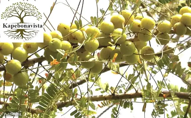 Trendy Aonla Amla Ambala Amalaki Dhatriphala Emblic Myrobalan Nelli Indian Gooseberry Emblic Emblica Officinalis Phyllanthus Emblica Living Plant-thumb0