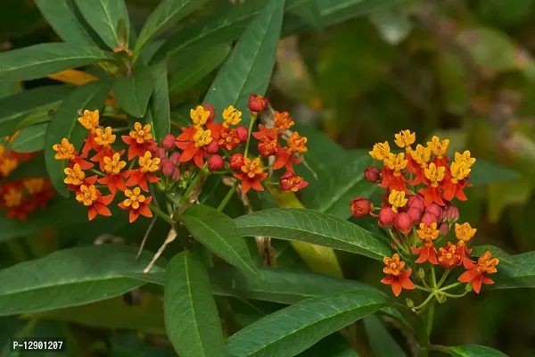 Trendy Asclepias Curassavica