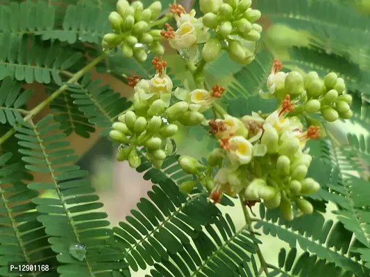 Trendy Caesalpinia Coriaria Plant