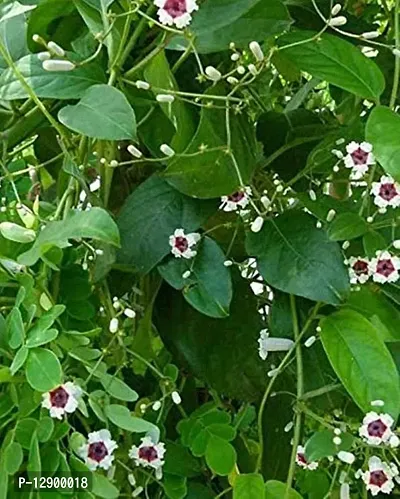 Trendy Gandha Prasarini Sapling Plant, Skunk Vine, Chinese Fever Vine, Paederia Foetida-thumb0