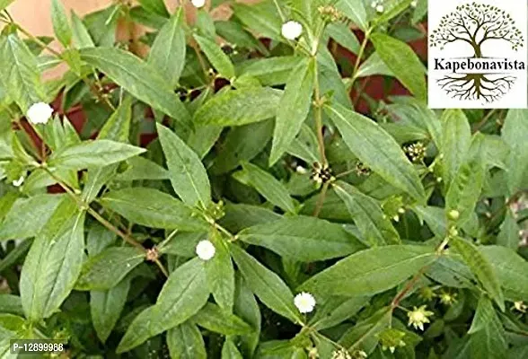 Trendy Bhringraj Kesharaj Bhringaraaj Karishalankanni Bhangeree Jhaar Galagara Garagadasappu Kaikeshi Eclipta Alba Living Plant In Poly Bag