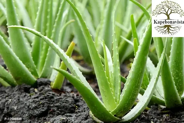 Trendy Natural Gheekumari Aloe Vera Kumari Aloe Indica Burn Plant Kathalai Ghyu Kumaari Khorpad Live Plant In Poly Bag