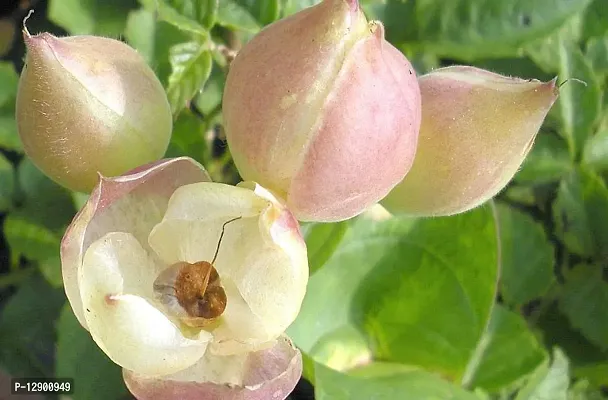 Trendy Nasottar Convolvulaceae Transparent Tihudi Wood Rose White Day Glory Indian Jalap Merremia Turpethum Ipomoea Turpethum Live Plant