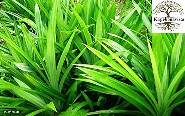 Trendy Bai Toey Pandan Rambha Basmati Pandan Wangi Ramba Biriyani Ila Living Plant In Poly Bag-thumb0