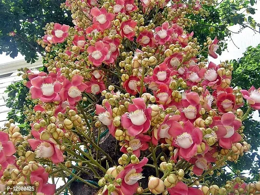 Trendy Couroupita Guianensis Plant