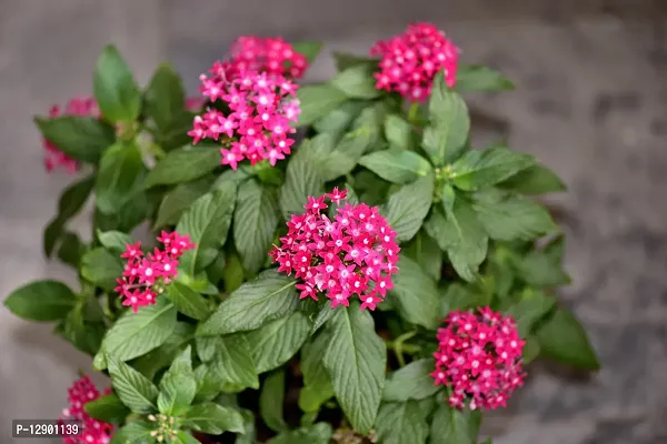 Trendy Pentas Lanceolata