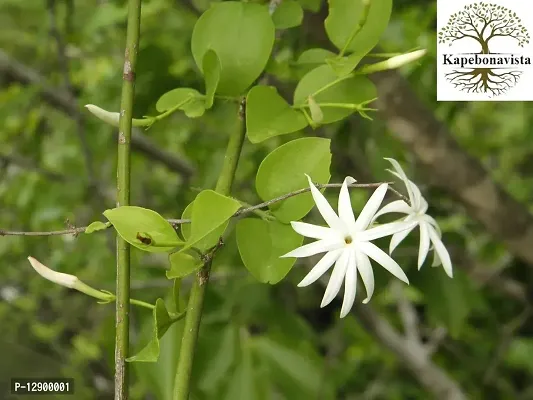 Trendy Navamallika Shrubby Jasmine Nabamallika Nuvamullika Bara-Kunda Dodda Kaadu Mallige Nagamallika Kumdi Barakunda Kattumalligai Jasminum Arborescens Living Plant In Poly Bag