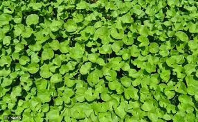 Trendy Khadabrahmi Brahmamanduki Khulakhudi Brahmi Thanakuni Mandukaparnni Thaalkhudi Ballari Bheki Indian Pennywort Centella Asiatica Living Plant