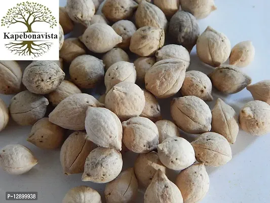 Trendy Putrajeevak Seed Putrajivak Beej Jiyopota Putranjiva Roxburghii 50 Seeds For Germination