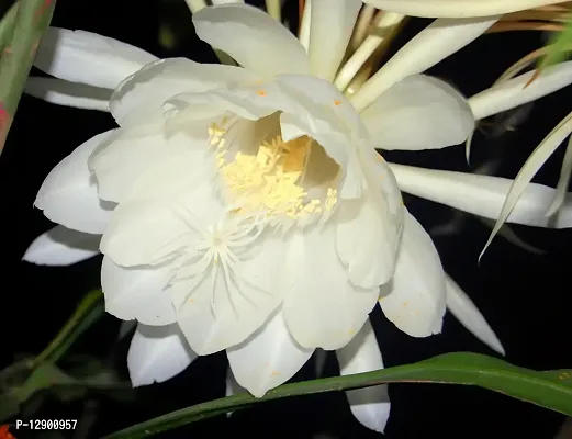 Trendy Nishagandhi Brahmakamal Gul-E Bakawali Queen Of The Night Epiphyllum Oxypetalum Living Plant In Poly Bag