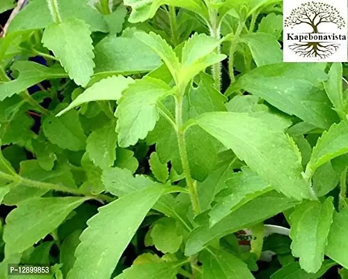 Trendy Yashtimadhu Mulethi Jethimadhu Licorice Candyleaf Sweetleaf Stevia Meethi Patti Stevia Sanyantra Sugarleaf Stevia Rebaudiana Living Plant In Poly Bag-thumb0