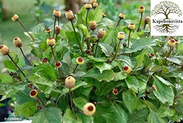 Trendy Akarkara Akarkar Toothache Plant Pipulka Hemmugalu Paracress Brazil Cress Pellitary Spilanthes Acmella Living Plant