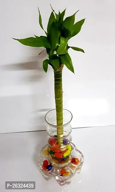 Lotus Lucky Bamboo Plant With Transparent Glass Vase For Indoor-thumb0