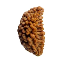 Original Lab Certified One Mukhi 1 Face Nepali Rudraksha Beads Spiritual Healing Loose Seed Making Jewellery For Men and Women-thumb2