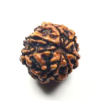 Original Lab Certified Seven Mukhi 7 Face Nepali Rudraksha Beads Prayer Spiritual Healing Loose Seed Making Jewellery For Men and Women-thumb2