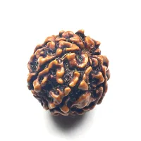 Original Lab Certified Sath Mukhi 7 Face Indonesia Rudraksha Beads Meditation Healing Loose Seed Making Jewellery For Men and Women-thumb1