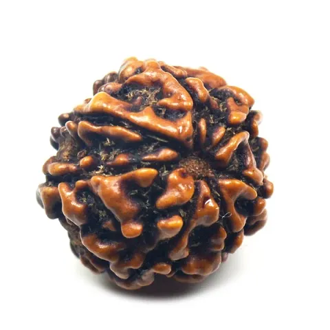 Lab Certified Five Mukhi 5 Face Nepali Rudraksha Beads Spiritual Healing Loose Seed Making Jewellery For Men and Women