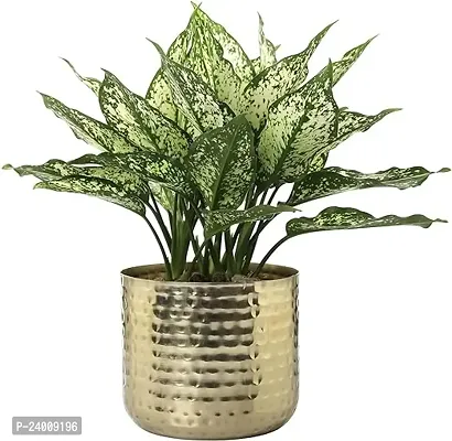 Premium Quality 6-Inch Metal Planter Shiny Brass Tone Flower Pot With Hammered Texture, Succulent Planter, Cylindrical Indoor Plant Container-thumb0