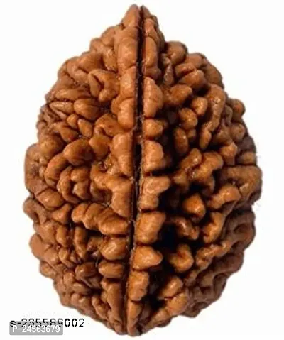 Bros Moon Certified 2 Mukhi Indonesian Rudraksha scarce and peculiar as it embraces the combined power of Gauri Shankar  pc-1