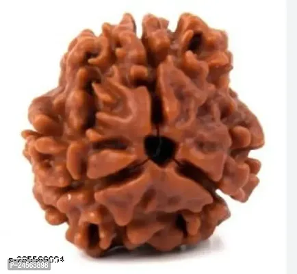 Bros Moon Certified 3 Mukhi Indonesian Rudraksha scarce and peculiar as it embraces the combined power of Gauri Shankar pc-1