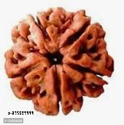 Bros Moon Certified 5 Mukhi Indonesian Rudraksha scarce and peculiar as it embraces the combined power of Gauri Shankar pc-1-thumb0