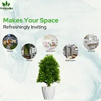 Artificial Bonsai Plant with Pot For Home Decoration-thumb4