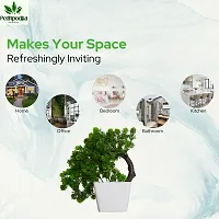 Artificial Bonsai Plant with Pot For Home Decoration-thumb1