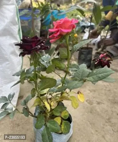 Rose Plant Hybrid Pack-thumb0