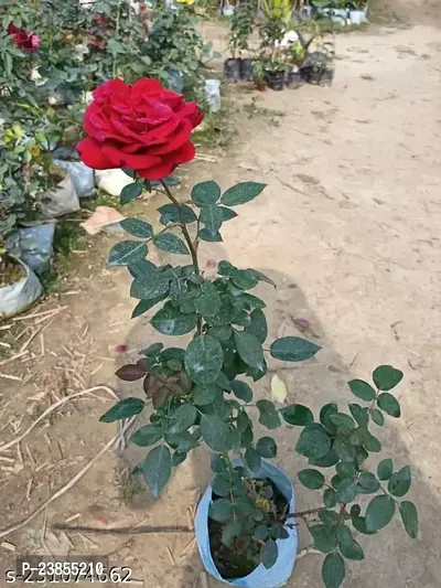 Rose Plant Hybrid Pack