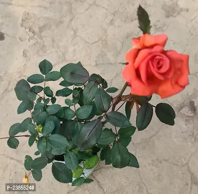 Rose Plant Hybrid Pack